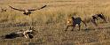 061 Kenia, Masai Mara, leeuw, marsh pride